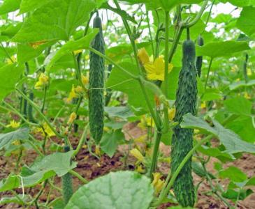 10月22适合种什么