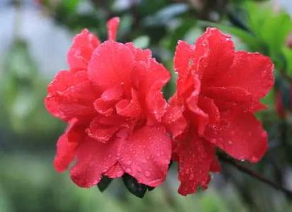 小区适合种什么观赏花
