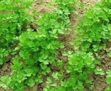 香菜适合种在什么土里
