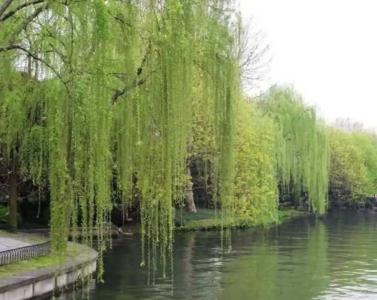 河堤边适合种什么花树