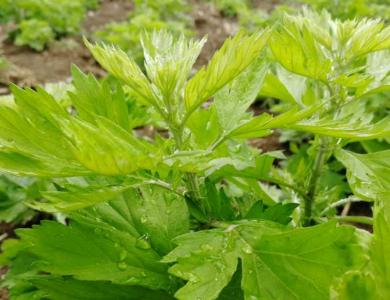 种什么植物可以驱蚊