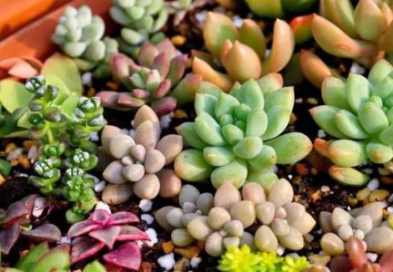 五楼适合种什么植物