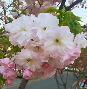 什么樱花适合在庭院种