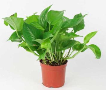 家里适合种什么植物呢