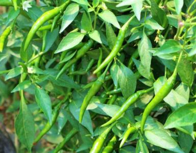 春天更适合种什么菜