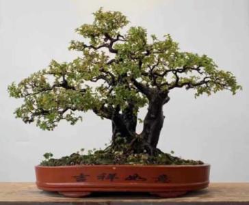 衡阳适合种什么盆景植物