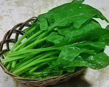 冬天中午适合种什么菜