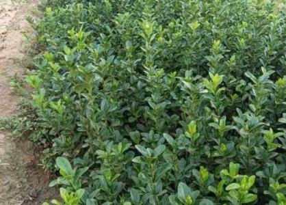 冬季长沙适合种什么植物