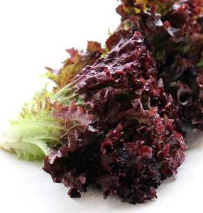 紫生菜适合什么季节种