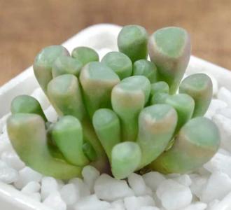 31楼适合种什么花木