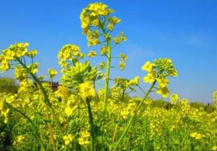 烟台牟平适合种什么油菜