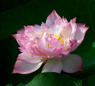北方池塘适合种什么花