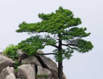 北方适合冬天种什么树木