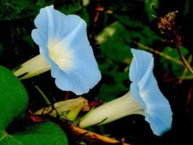 室外适合种植什么花卉