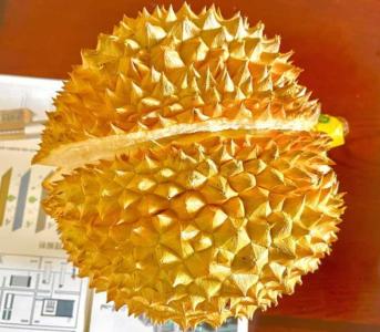 云南适合种什么榴莲树