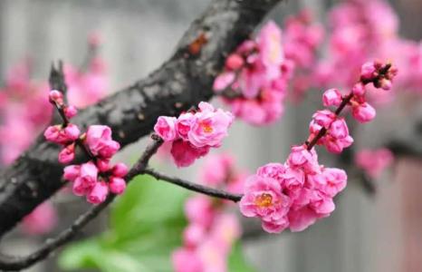 南方庭园适合种什么花树