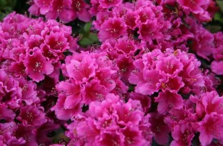 银杏林适合种什么花树