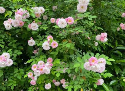湖南适合种什么爬墙花