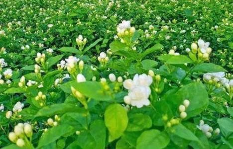 北方适合种什么南方花