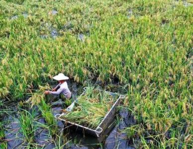 水边梯田适合种什么植物