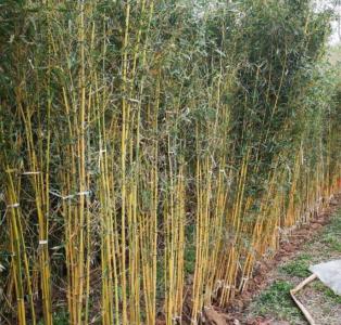 庭院里适合种什么竹子