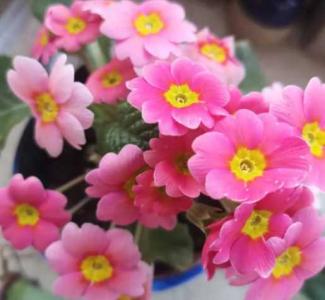 山西长治适合种什么花草