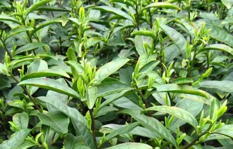 岳阳适合种什么茶叶树