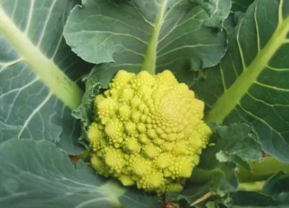 砂土地适合种什么蔬菜