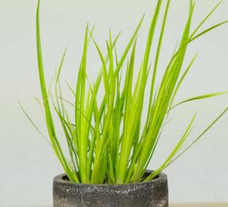 溪流石头适合种什么植物