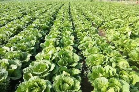 北方冬天适合种什么白菜