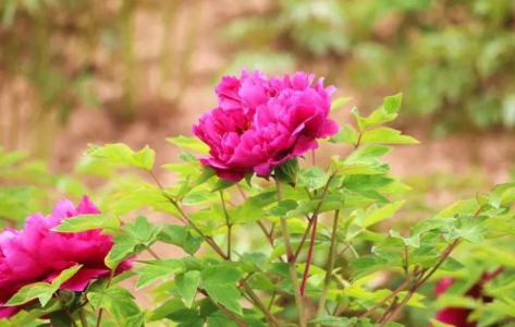 长春院子适合种什么花草