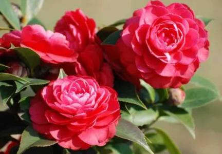 福建广东适合种什么花草