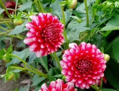 露台现在适合种什么花呢