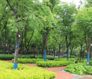 院子中心适合种什么植物