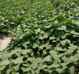 梯田缺水适合种什么植物