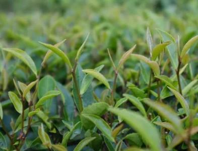 山区适合种什么茶叶品种