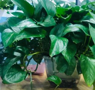 租房适合种什么盆栽花