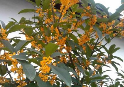 屋顶适合种什么品种桂花