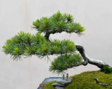 江南适合种什么盆景