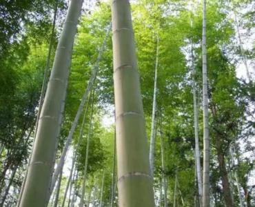 河南商丘适合种什么竹林