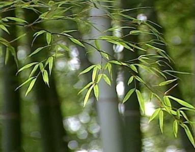 河源适合种什么竹子品种