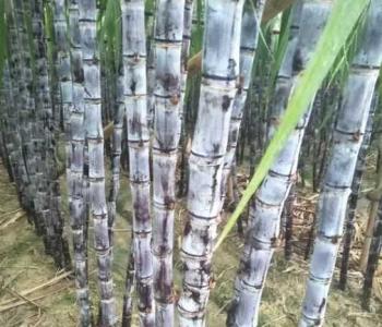 什么植物适合沙质稻田种