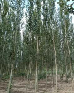 西部适合种什么绿化树木