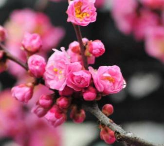 不同海拔适合种什么花呢