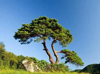 高州山地适合种什么绿化