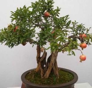 盆栽石榴适合什么季节种