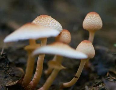 河源适合种什么蘑菇呢