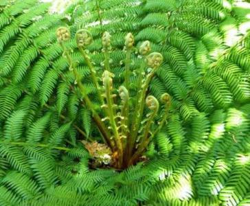 北方背阴适合种什么植物