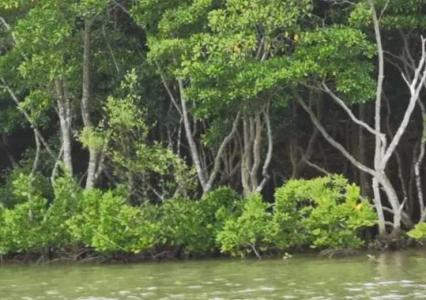 海边湿地适合种什么植物