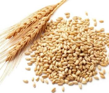 郑州为什么适合种小麦